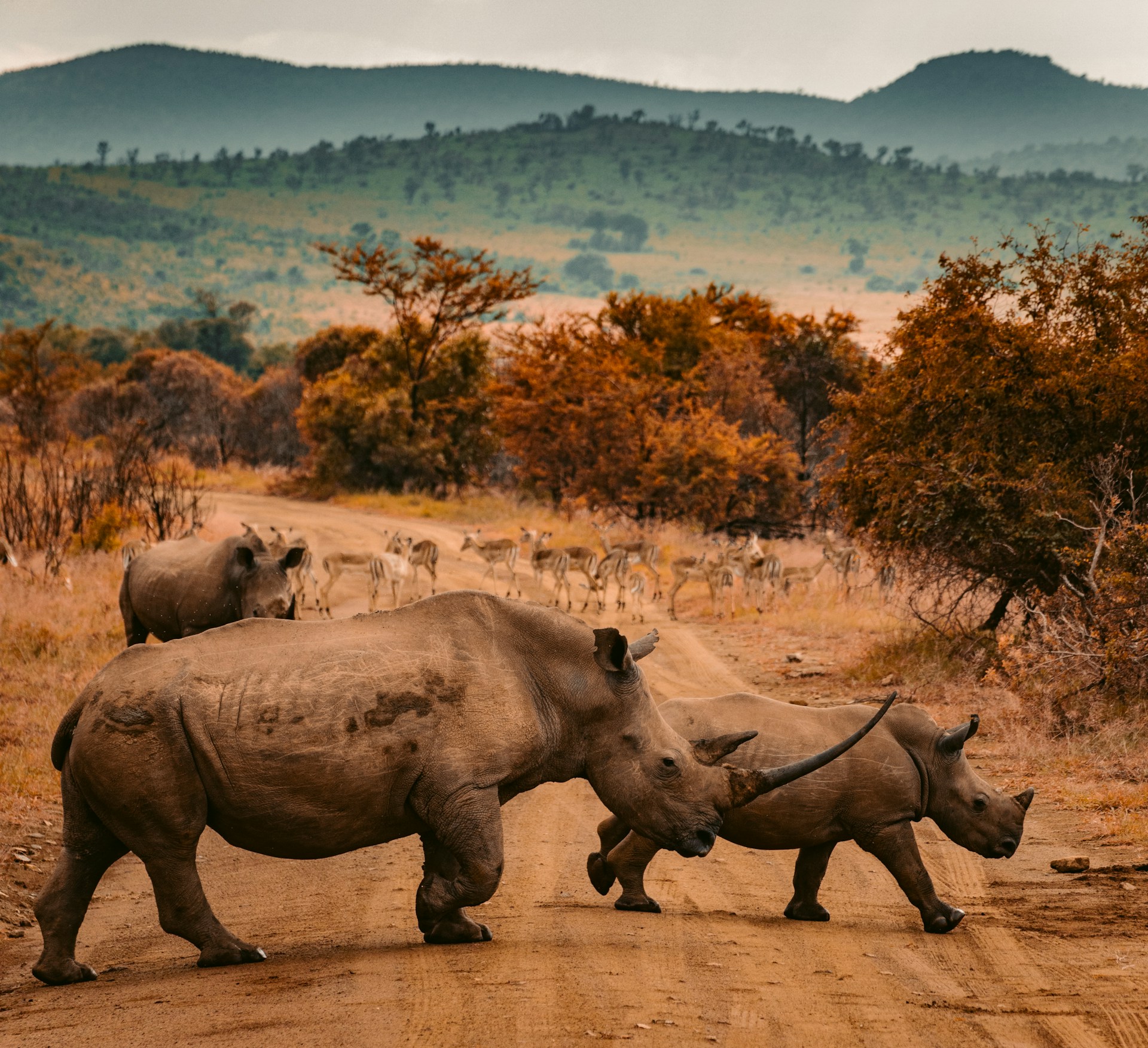 Wildlife